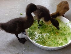 two baby ducks are playing in a bowl filled with green algae and lettuce