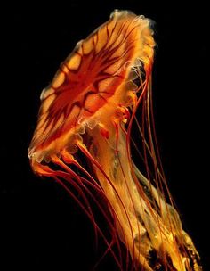 an orange and black jellyfish floating in the water