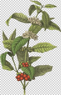 a plant with red berries and green leaves, on a white background png clipart