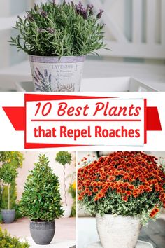 the top 10 best plants that repel roaches