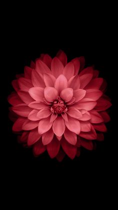 a large red flower is shown in the middle of the image, with dark background