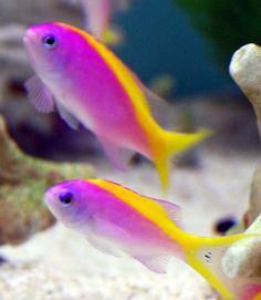 two pink and yellow fish in an aquarium