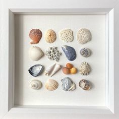 there are many shells in this white frame