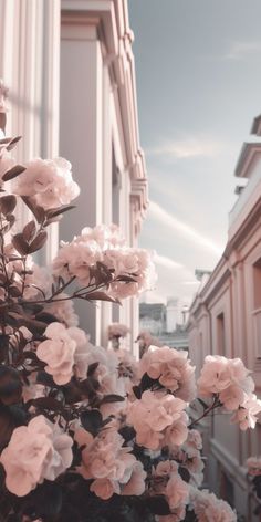 some pink flowers are growing on the side of a building and it looks like they're blooming