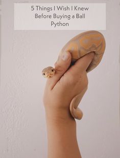 a hand holding a ball python with the text 5 things i wish i knew before buying a ball python