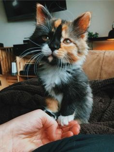 a small kitten sitting on top of someone's lap with its paw in the air