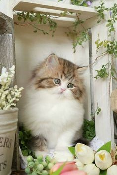 a fluffy kitten sitting on top of a wooden shelf next to flowers and greenery