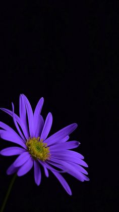 a purple flower in a vase on a black background