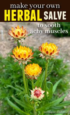 Image of strawflowers with text "make your own herbal salve to sooth achy muscles" Herbal Salve Recipes, Preserving Vegetables, Copaiba Essential Oil, Herbs And Plants, Salve Recipes, Natural Pain Relievers, Muscle Rub, Herbal Salves