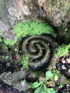 a rock with moss growing on it and a spiral shaped design in the middle surrounded by leaves