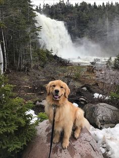 a brown dog sitting on top of a rock next to a waterfall