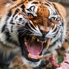 a tiger with its mouth open and it's teeth wide open, eating meat