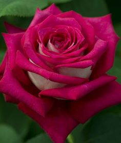 a pink rose with green leaves in the background