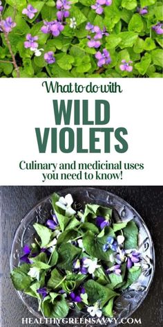 what to do with wild violets in culinary and medical uses you need to know