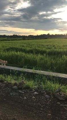 a cat walking across a lush green field under a cloudy sky with clouds in the background