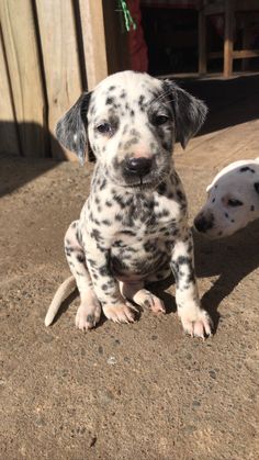 two dalmatian puppies sitting next to each other