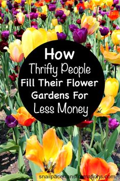 colorful flowers with the words how thrift people fill their flower gardens for less money