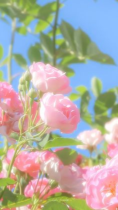 some pink flowers and green leaves on a sunny day