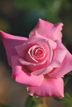 a pink rose is blooming in the garden