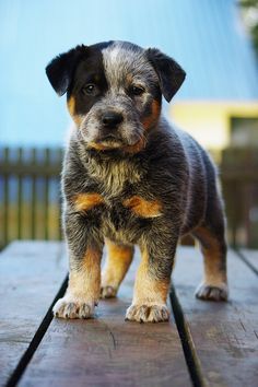 a small dog standing on top of a wooden deck