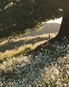 the sun shines on some wildflowers and a tree in a field with tall grass