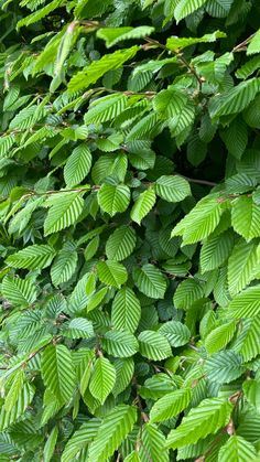 green leaves are growing on the side of a tree