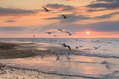 seagulls flying over the water at sunset on an ocean beach with waves and sand