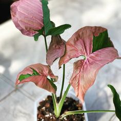 two pink flowers in a pot on a table