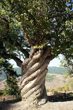 a large tree with twisted branches on top of it