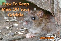 a rodent peeking out from under a piece of wood with the words how to keep mice off your griddle