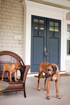 two dogs standing on the front porch of a house next to a chair and table