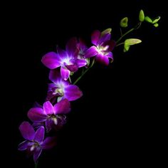 purple orchids with green leaves on black background