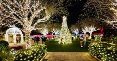 people are walking through the trees decorated with christmas lights