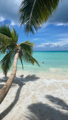 a palm tree on the beach with people swimming in the ocean behind it and blue skies above