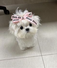 a small white dog with a pink bow on it's head