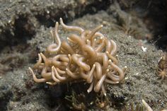 some very pretty looking sea anemones on the ocean floor