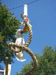 a white parrot sitting on top of a rope