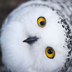 an owl with yellow eyes is looking up