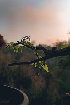 a tree branch with green leaves in the foreground and trees in the back ground