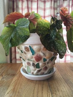 a potted plant sitting on top of a wooden table next to a vase filled with shells