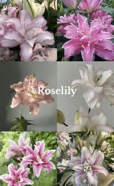 pink and white flowers with the words roselly in four different languages on top of them