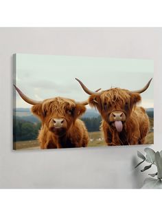 two brown cows with long horns standing next to each other in front of a white wall