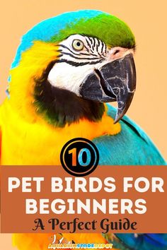 best pet birds for beginners Blue Macaw, Pet Care, Pet Birds