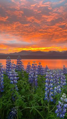 blue and white flowers are in front of a lake with the sun setting behind them