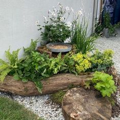 a wooden log with plants growing out of it