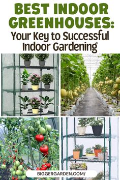 Choose the best indoor greenhouse to transform your gardening space. Consider decorating a greenhouse with small greenhouse shelving ideas and cute greenhouse ideas, enhancing your greenhouse interior design and layout for small backyard greenhouses. Indoor Greenhouse Ideas