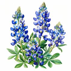 blue flowers with green leaves are shown in this watercolor painting on the white background