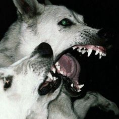 two white dogs with their mouths open and one is biting the other's teeth