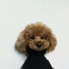 a poodle wearing a blue sweater looks up at the camera while sitting against a white wall