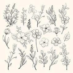 hand drawn flowers and leaves on a white background